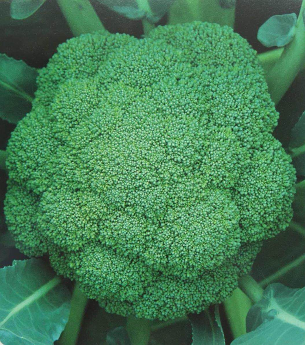 西兰花种子  青花菜种子，耐寒西兰花品种，越秀，绿色